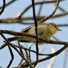 Image result for Phylloscopus ibericus
