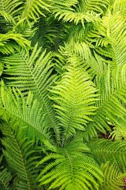 Attēlu rezultāti vaicājumam “Matteuccia struthiopteris”