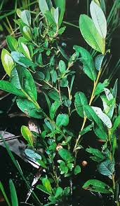 Attēlu rezultāti vaicājumam “Salix myrtilloides”