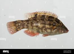 Image result for Symphodus bailloni