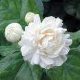 Jasmine 'Grand Duke of Tuscany' (Jasminum sambac 'Grand Duke of ...