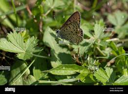 Attēlu rezultāti vaicājumam “Lycaena alciphron underside”