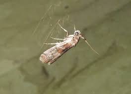 Attēlu rezultāti vaicājumam “Phycita roborella”