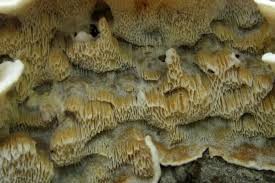 Attēlu rezultāti vaicājumam “Skeletocutis carneogrisea”