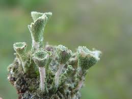 Attēlu rezultāti vaicājumam “Cladonia fimbriata”