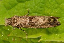 Attēlu rezultāti vaicājumam “Morophaga choragella”