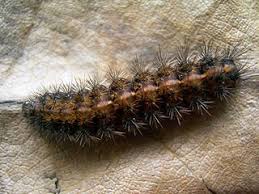 Attēlu rezultāti vaicājumam “Diacrisia sannio larva”