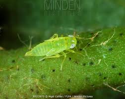 Attēlu rezultāti vaicājumam “Empoasca sp.”