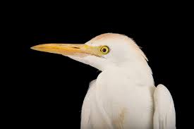 Attēlu rezultāti vaicājumam “Bubulcus ibis”