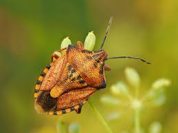 Attēlu rezultāti vaicājumam “Carpocoris purpureipennis”