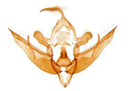 Attēlu rezultāti vaicājumam “Conistra rubiginea”