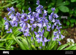 Attēlu rezultāti vaicājumam “Campanulaceae”
