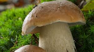 Attēlu rezultāti vaicājumam “Boletus edulis”