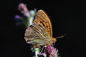 Attēlu rezultāti vaicājumam “Argynnis paphia female”