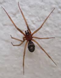 Attēlu rezultāti vaicājumam “Steatoda grossa”