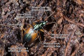 Attēlu rezultāti vaicājumam “Anchomenus dorsalis”