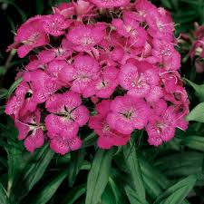 Attēlu rezultāti vaicājumam “Dianthus barbatus”