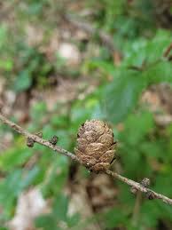 Attēlu rezultāti vaicājumam “Larix decidua var. polonica”