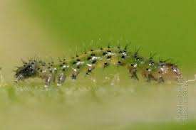 Attēlu rezultāti vaicājumam “Cerastis leucographa”