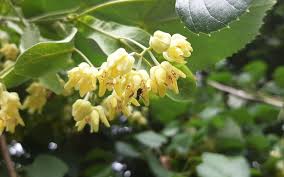 Attēlu rezultāti vaicājumam “Tilia tomentosa”