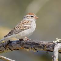 Image result for Zonotrichia albicollis