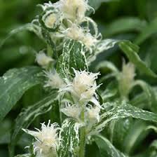 Attēlu rezultāti vaicājumam “Campanula glomerata bud”