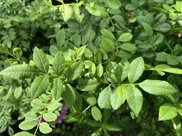 Attēlu rezultāti vaicājumam “Rosa subcanina leaf”