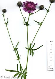 Attēlu rezultāti vaicājumam “Centaurea scabiosa bud”
