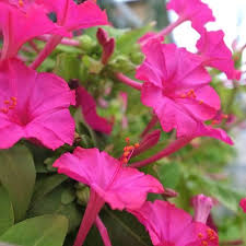 Image result for Mirabilis jalapa