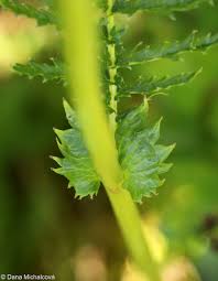 Attēlu rezultāti vaicājumam “Filipendula vulgaris bud”