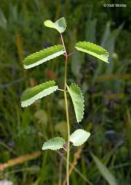 Image result for Sanguisorba officinalis