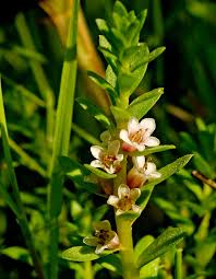 Attēlu rezultāti vaicājumam “xComagaria rosea”