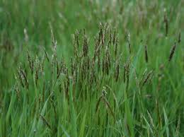 Attēlu rezultāti vaicājumam “Anthoxanthum odoratum”