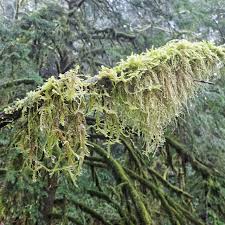 Attēlu rezultāti vaicājumam “Isothecium myosuroides”