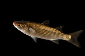 Image result for Mugil