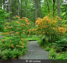 Attēlu rezultāti vaicājumam “Rhododendron calendulaceum”