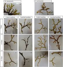 Attēlu rezultāti vaicājumam “Dictydiaethaliaceae”