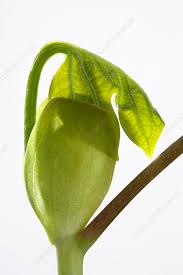 Attēlu rezultāti vaicājumam “Liriodendron tulipifera bud”