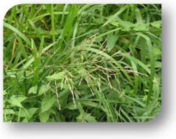 Attēlu rezultāti vaicājumam “Glyceria lithuanica”