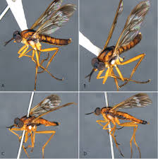 Attēlu rezultāti vaicājumam “Therevidae”