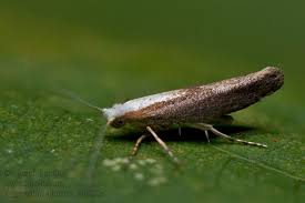 Attēlu rezultāti vaicājumam “Argyresthia albistria”