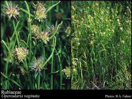 Attēlu rezultāti vaicājumam “Rubiaceae”