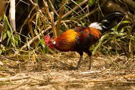 Attēlu rezultāti vaicājumam “Gallus male”