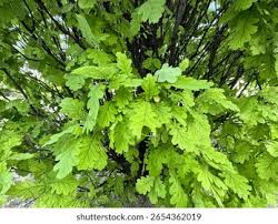 Attēlu rezultāti vaicājumam “Quercus robur Fastigiata leaf”