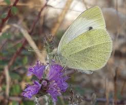Attēlu rezultāti vaicājumam “Pieris rapae female”