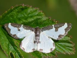 Attēlu rezultāti vaicājumam “Lomaspilis marginata”