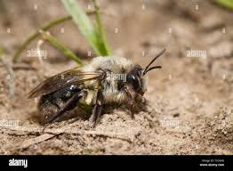 Attēlu rezultāti vaicājumam “Andrena vaga”