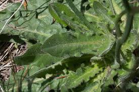 Attēlu rezultāti vaicājumam “Hypochaeris radicata leaf”