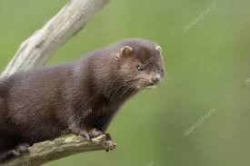 Attēlu rezultāti vaicājumam “Mustela vison”