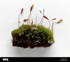 Attēlu rezultāti vaicājumam “Tortula truncata sporophyte”